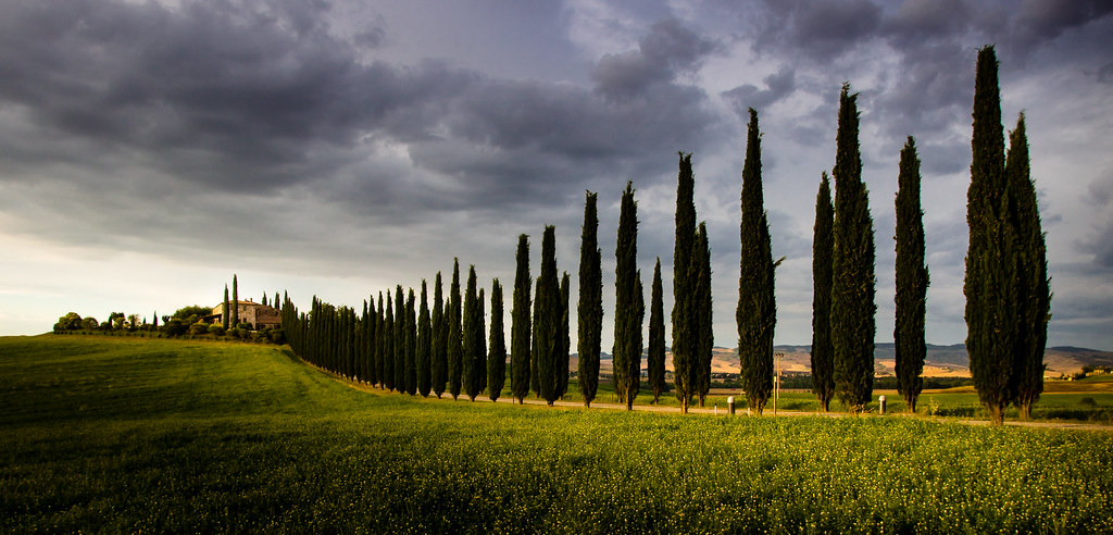 Il viale di cipressi di Poggio Covili