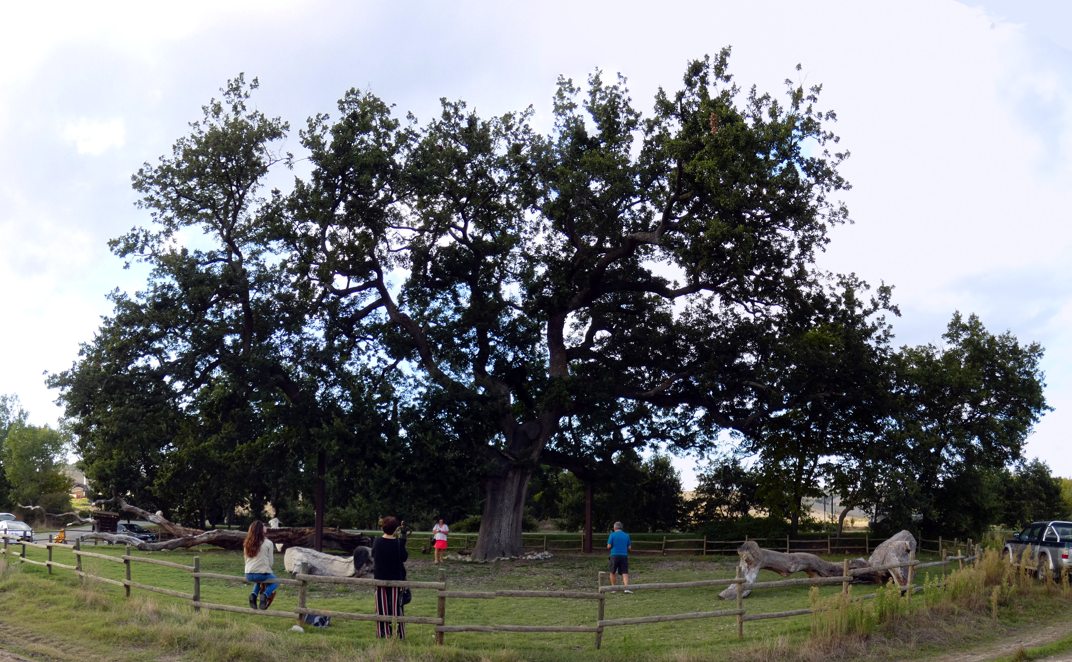 La Quercia delle Checche